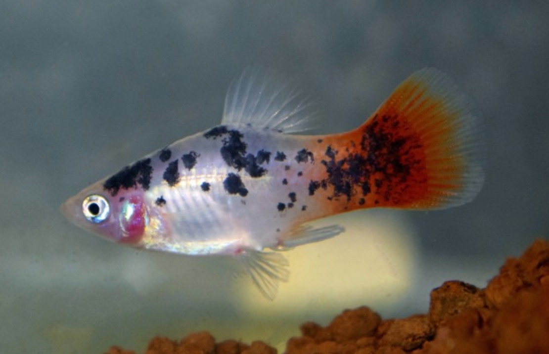 Platy Blanc Spotted Redtail