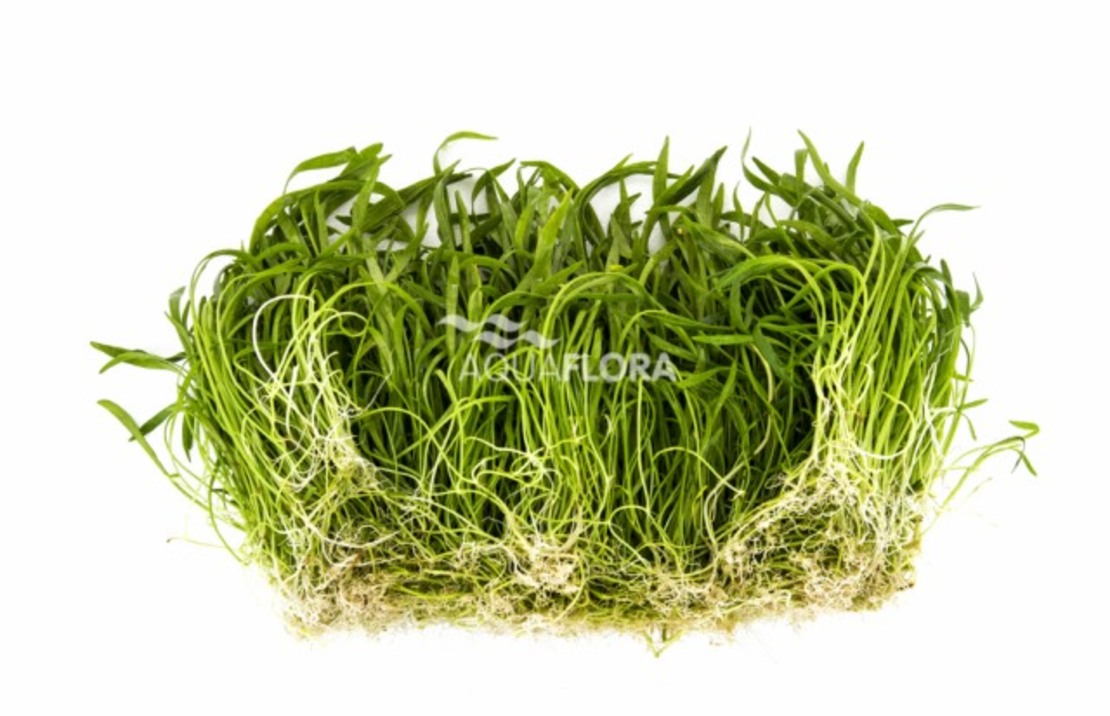 Monosolenium Tenerum - In Vitro Cup