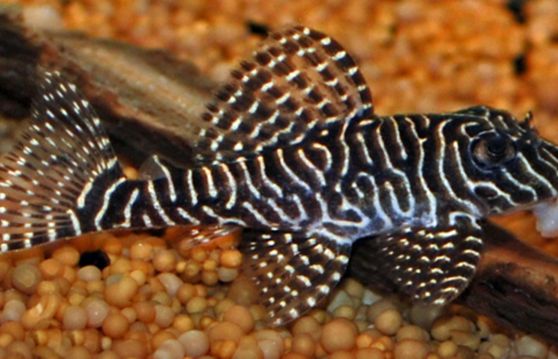 L260 Queen Arabesque Pleco