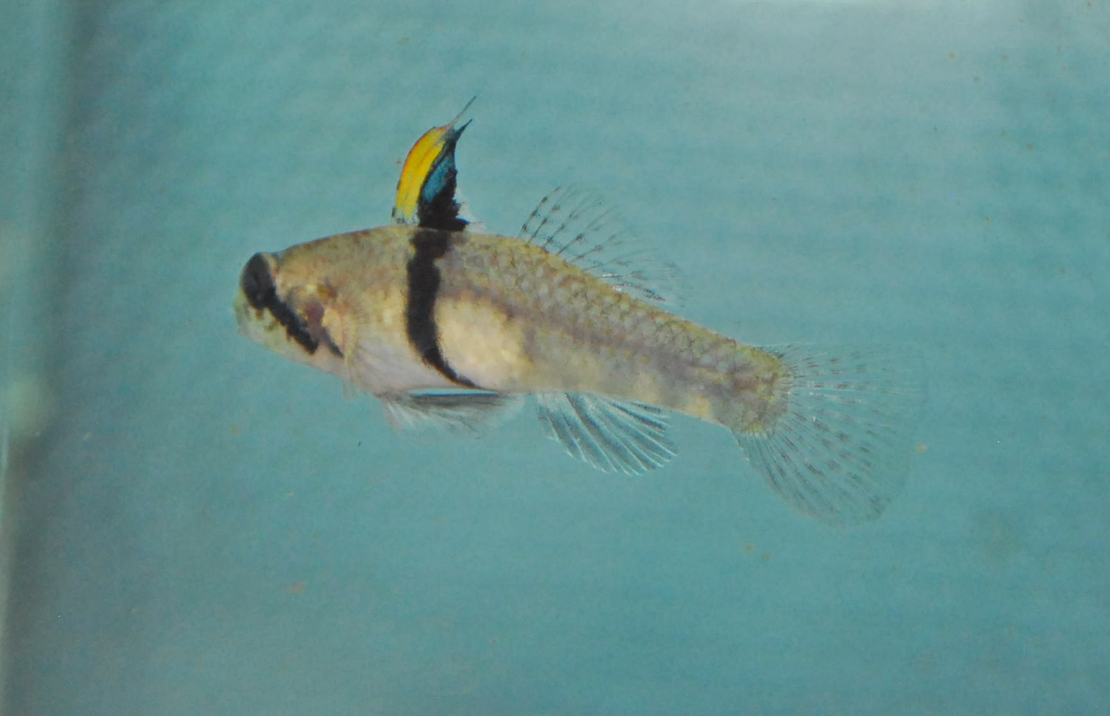 Gobie À Corne De RhinocÉros