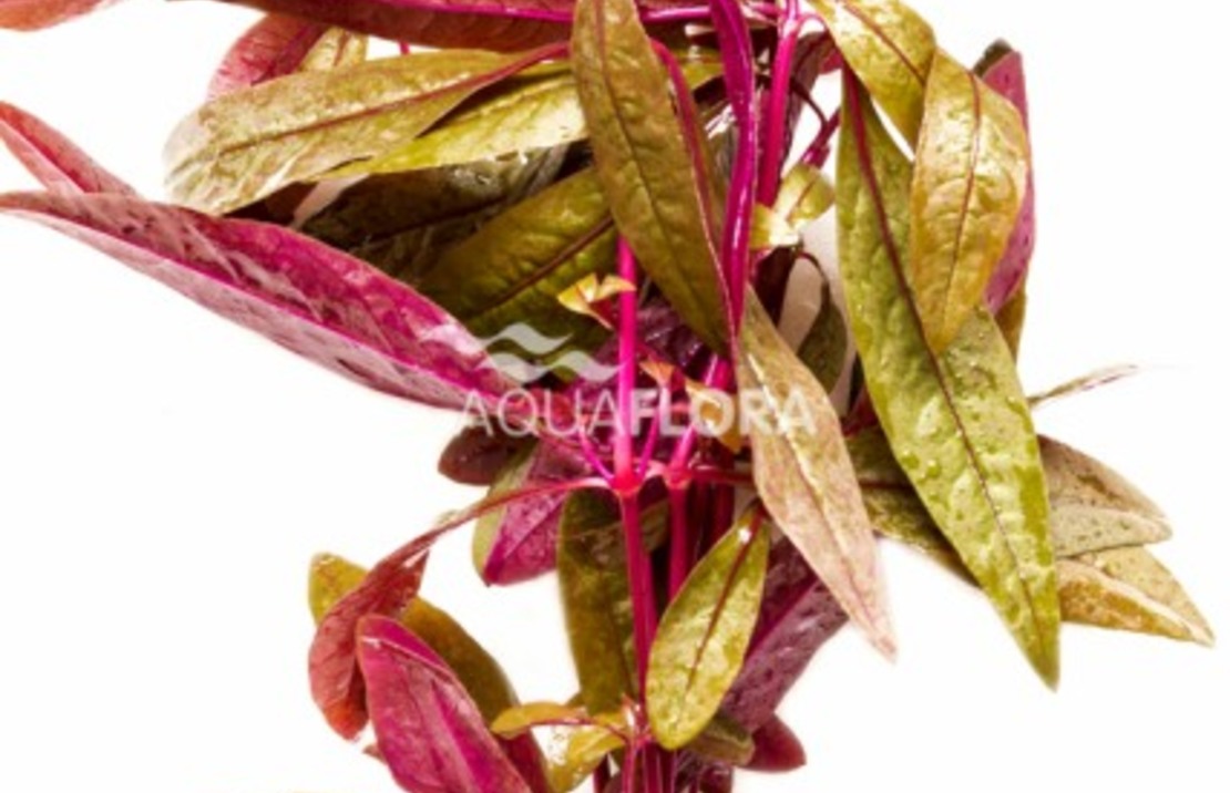 Althernanthera Sessilis - Ta