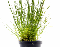 Eleocharis Acicularis - Pe