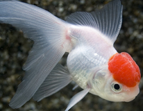 TÊte De Lion Red Cap