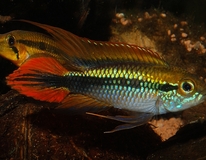 Gele Dwergcichlide Dubbel Rood