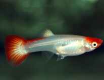 Guppy Koi  (m/f)