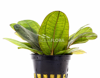 Echinodorus 'reni' - Pe