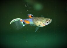 Guppy Endler