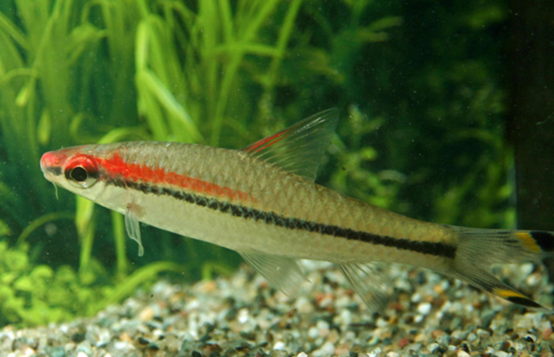 Red-line Torpedo Barb