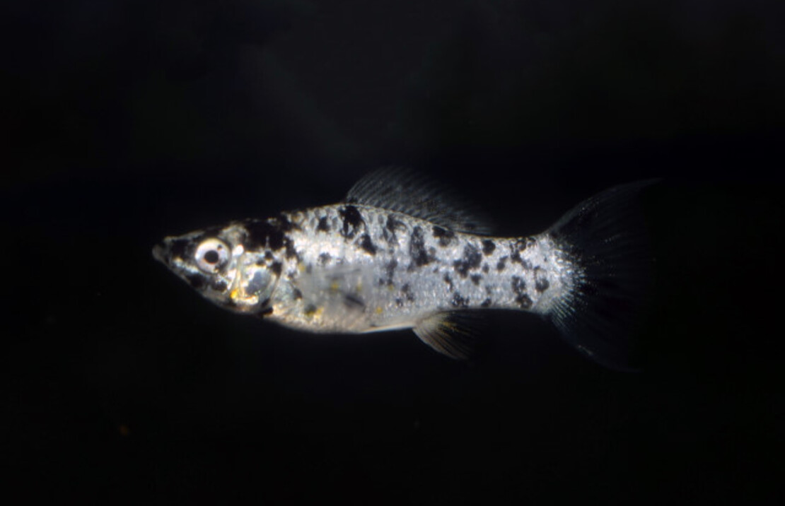 Molly Voile Dalmatien