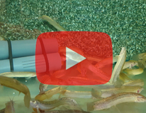 Ostasiatischer Schlammpeitzger