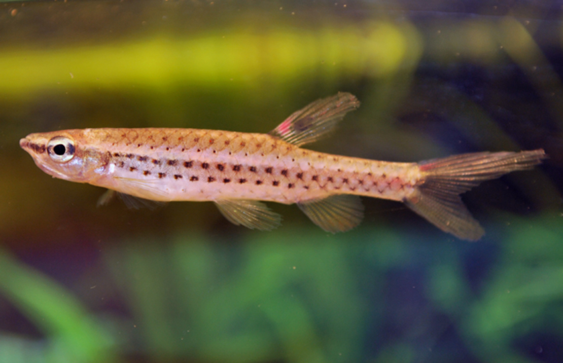 Blaupunkt-spritzsalmler