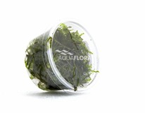 Vesicularia Dubyana - Cup 10gr. - La