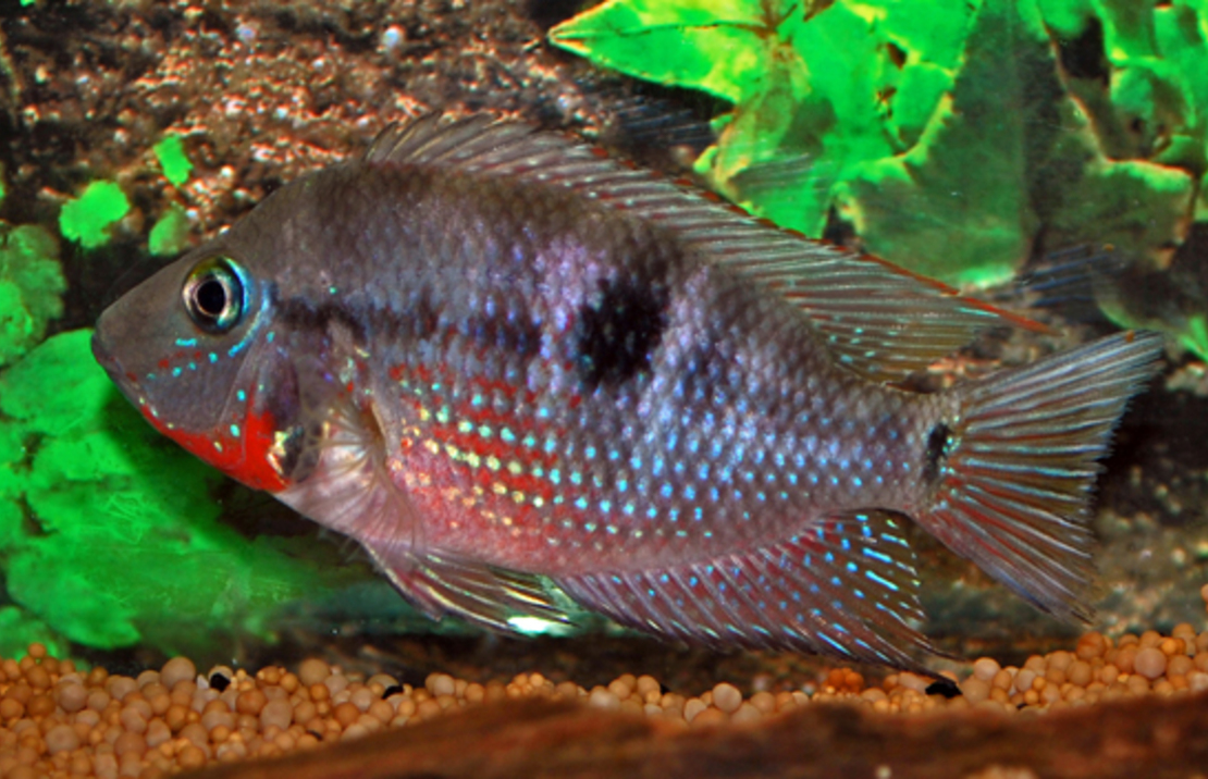 Gorge De Feu Rio Candelaria