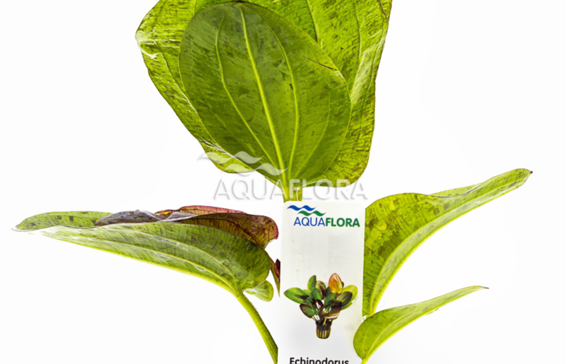Echinodorus 'paul Kloecker' - Pe