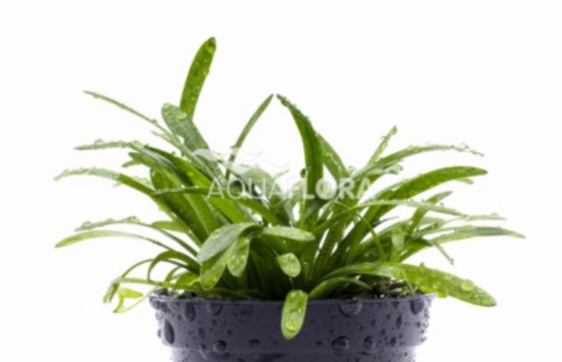 Sagittaria Subulata - Pe