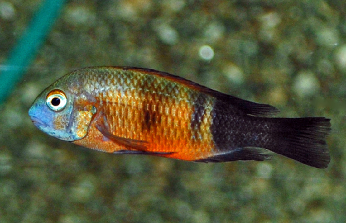 Tanganyika Cichlide Moorii Bemba