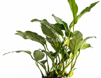Anubias Gracilis - Pe