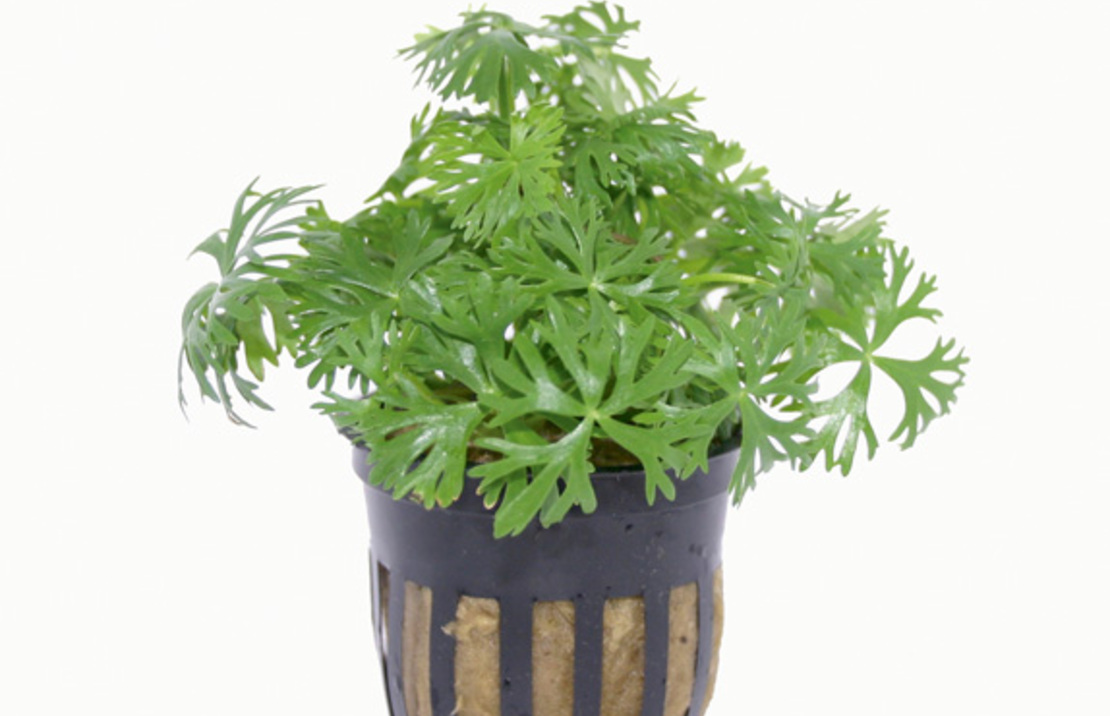 Ranunculus Inundatus - Pe