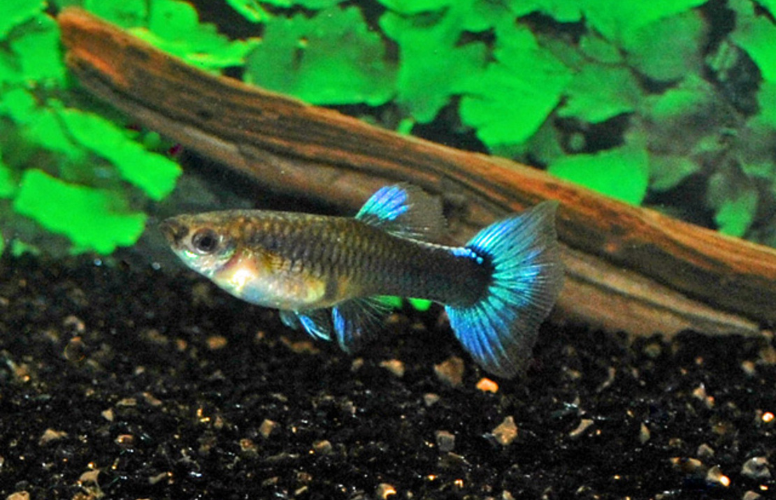 Guppy Neon Blue Female