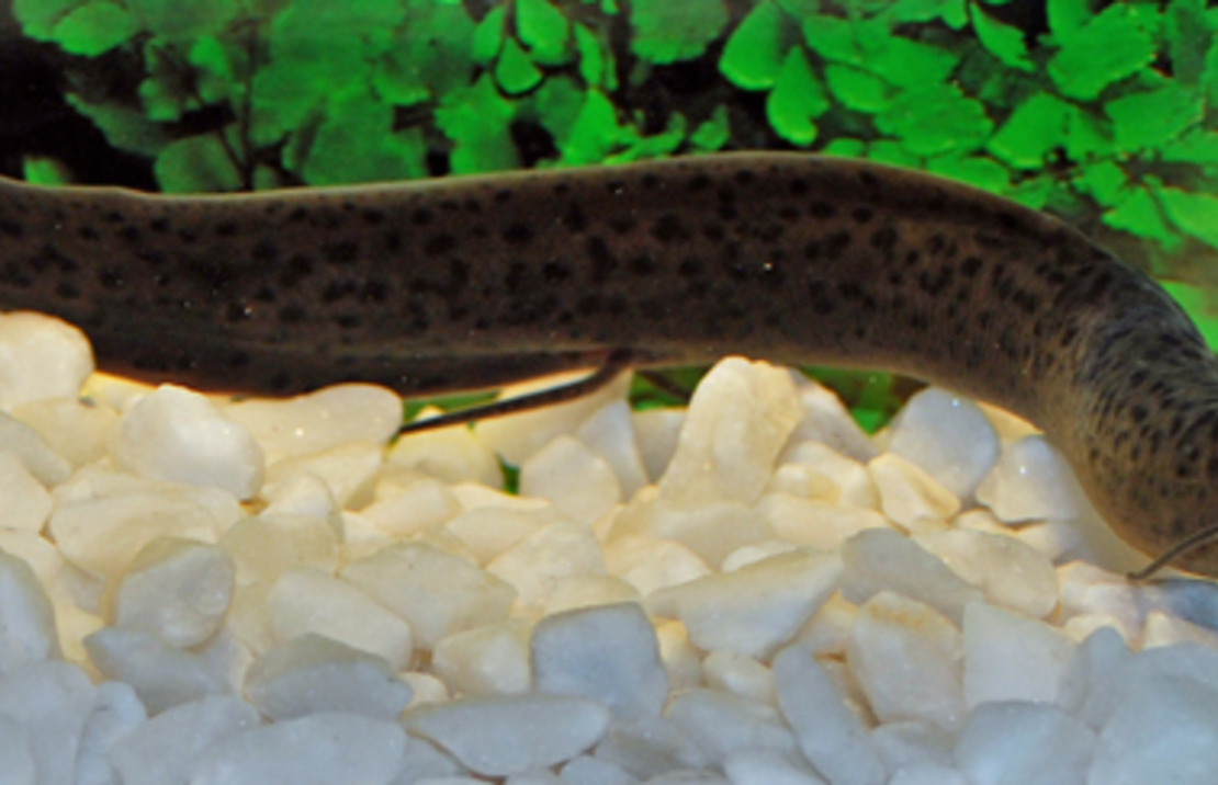West African Lungfish