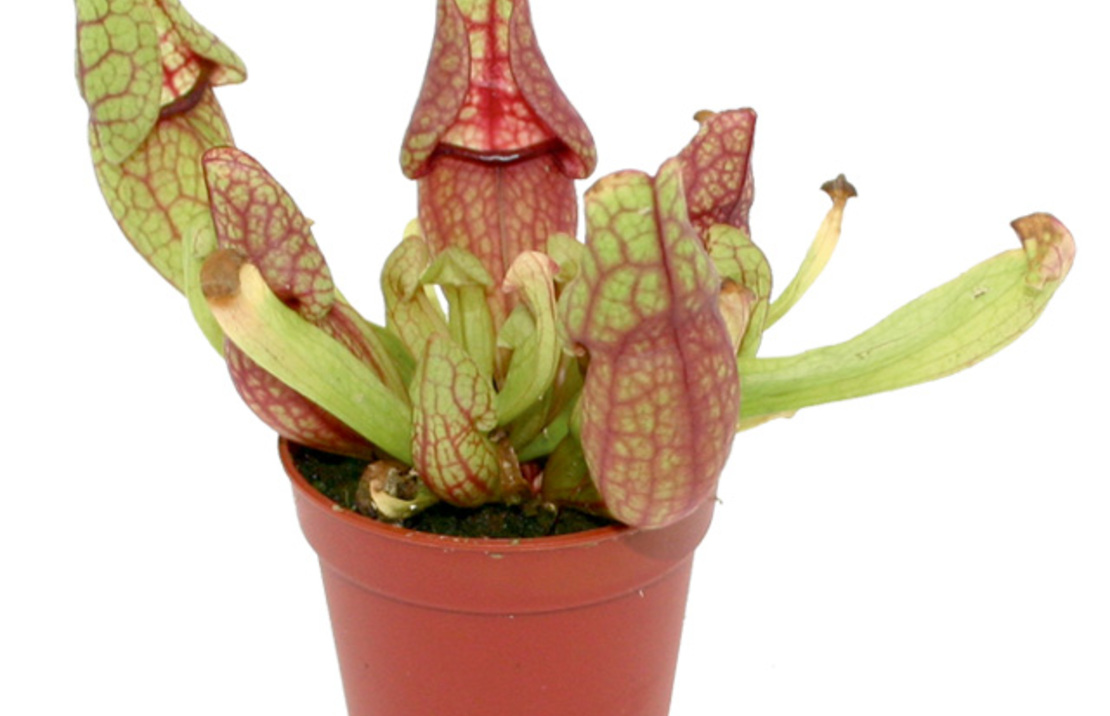 Sarracenia Mix - Pt