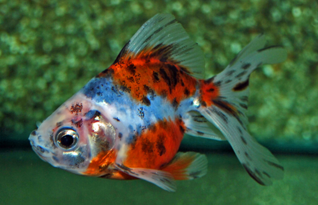 Sluier Ryukin Calico