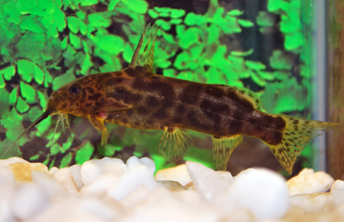 Synodontis Waterloti