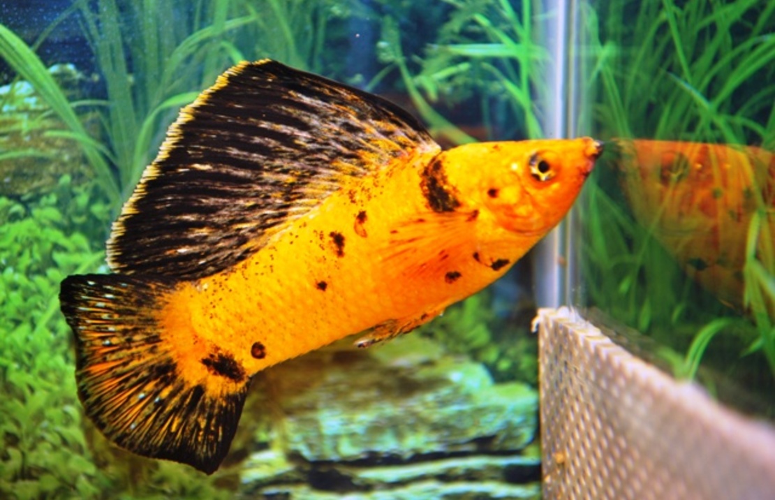 SegelkÄrpfling Red Leopard