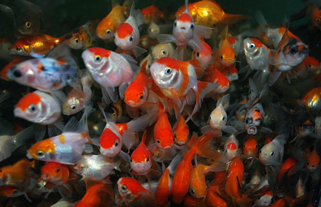 TÊte De Lion Assortis