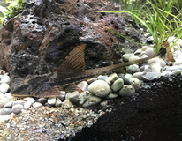 Loricaria Rio Atabapo