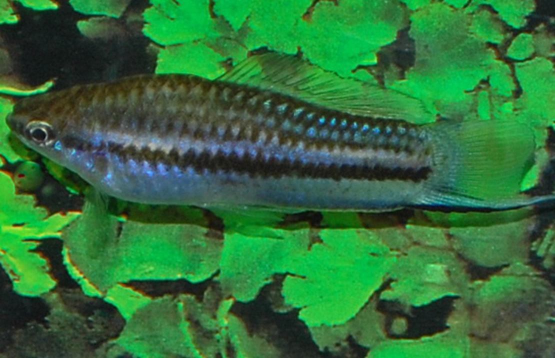 Zwaarddrager Yucatan