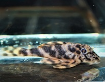 Lda061 Treestriped Clown Pleco
