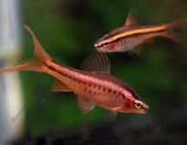 Cherry Barb Long Fin