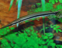 LÉpisostÉ TachetÉ