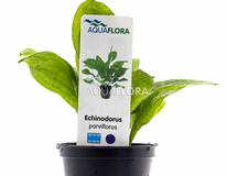 Echinodorus Grisebachii 'parviflorus' - Pe