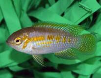 Araguaiae Acara