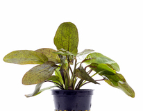 Echinodorus 'ozelot' - Pe