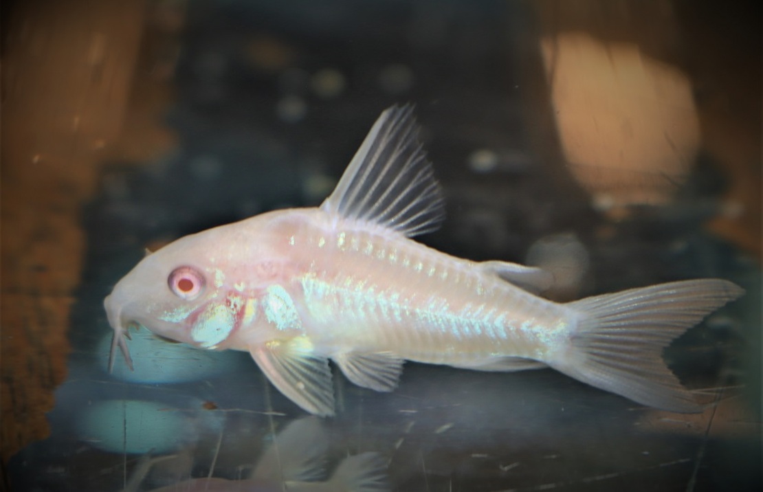 Marmorierter Panzerwels Albino