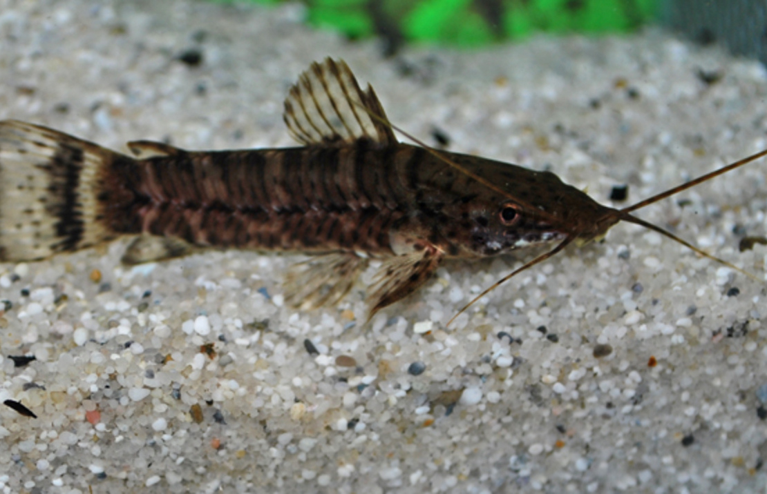 Rehbrauner Schwielenwels