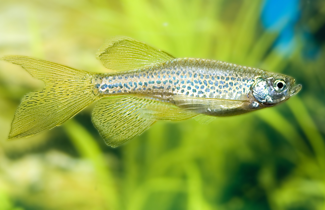 Leopard Danio Longfin
