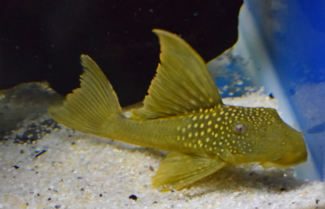 L200 High Fin Green Phantom Pleco