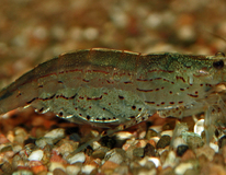 Crevette Amano  Japonica