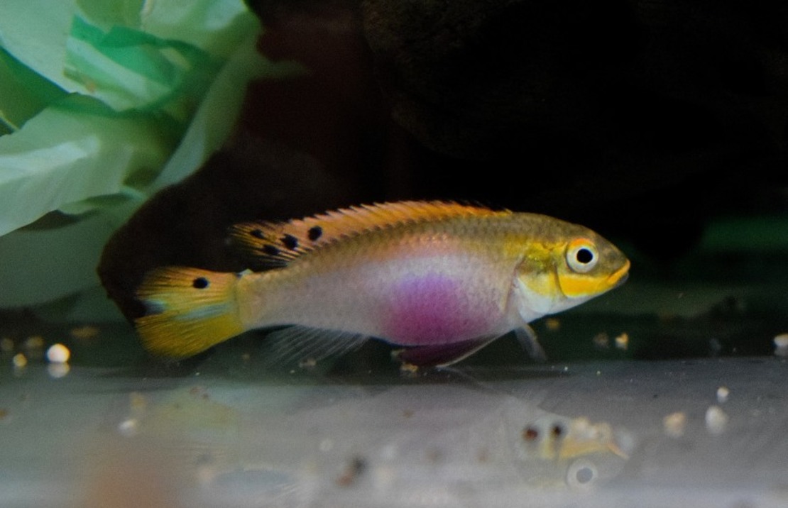 Kersenbuikcichlide Moliwe