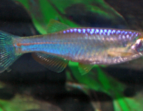 Pearl Danio