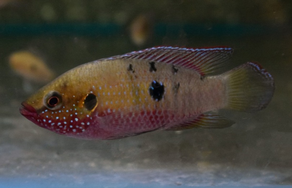 CichlidÉ Stellifer Oyo