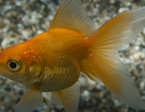Voile De Chine Rouge