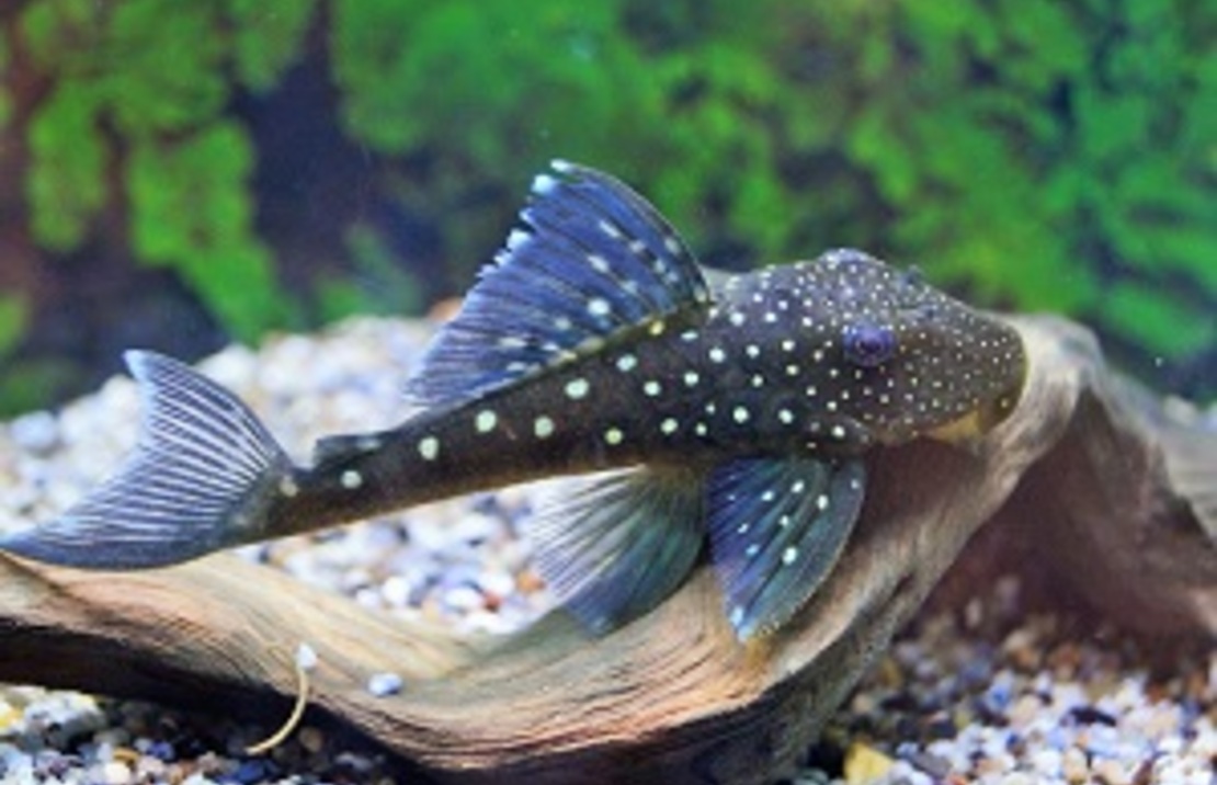 L128 Blue Phantom Pleco