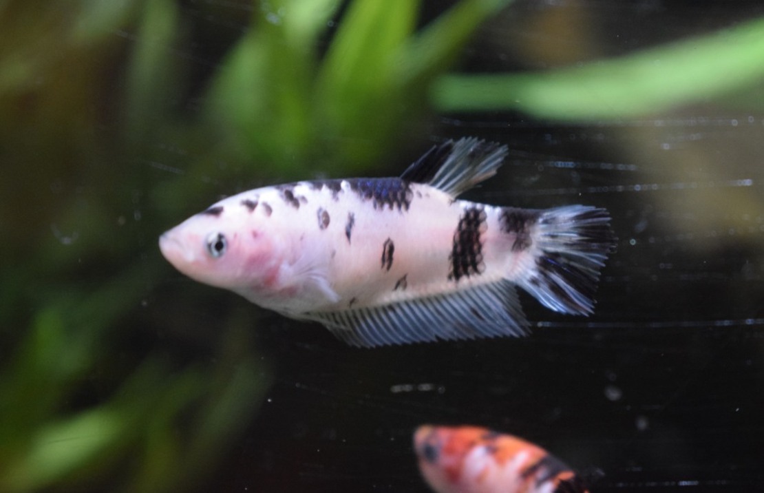 Combattant King (femelle)