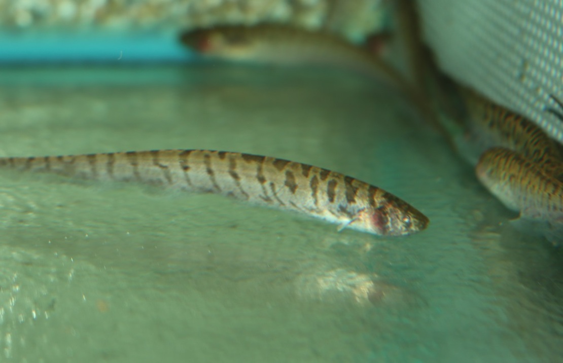 Poisson Couteau Brevirostris