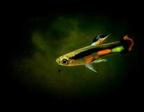 Endler Gup Campoma 42 (m/f)